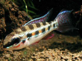 Crenicara filamentosa 